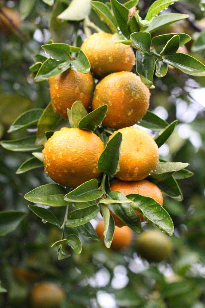                Fruit (W. Murcott Afourer, Riverside,   CA)       